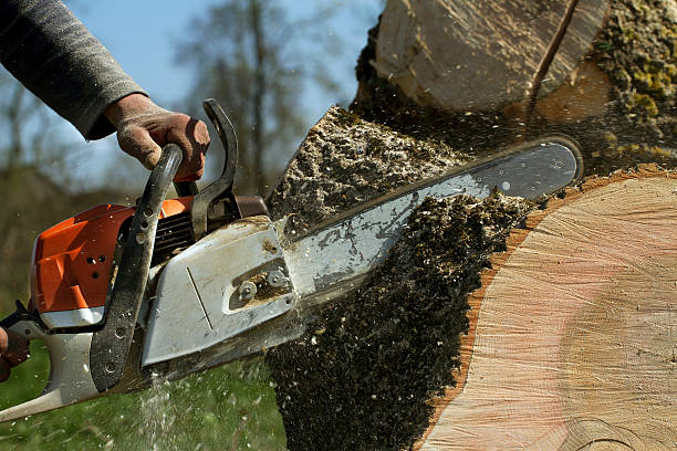 The Steps Involved in Our Tree Care Process in Danville, AR